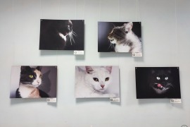 Фотовыставка «Особенный взгляд» (город Череповец,  Центральная городская библиотека им. В. В. Верещагина).